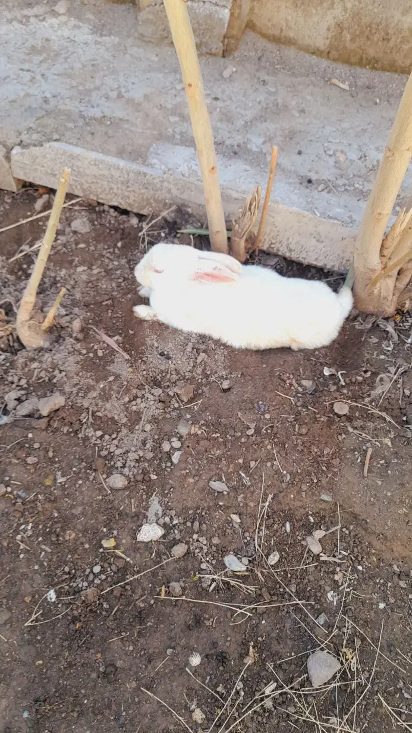 خرگوش|موش و خرگوش|نیشابور, مازول|دیوار