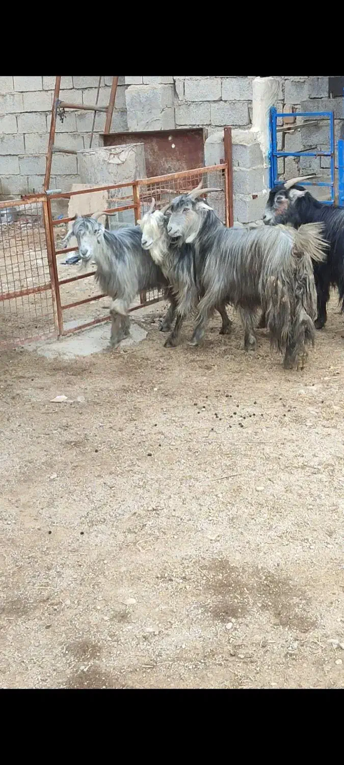 بز لری|حیوانات مزرعه|بهبهان, |دیوار