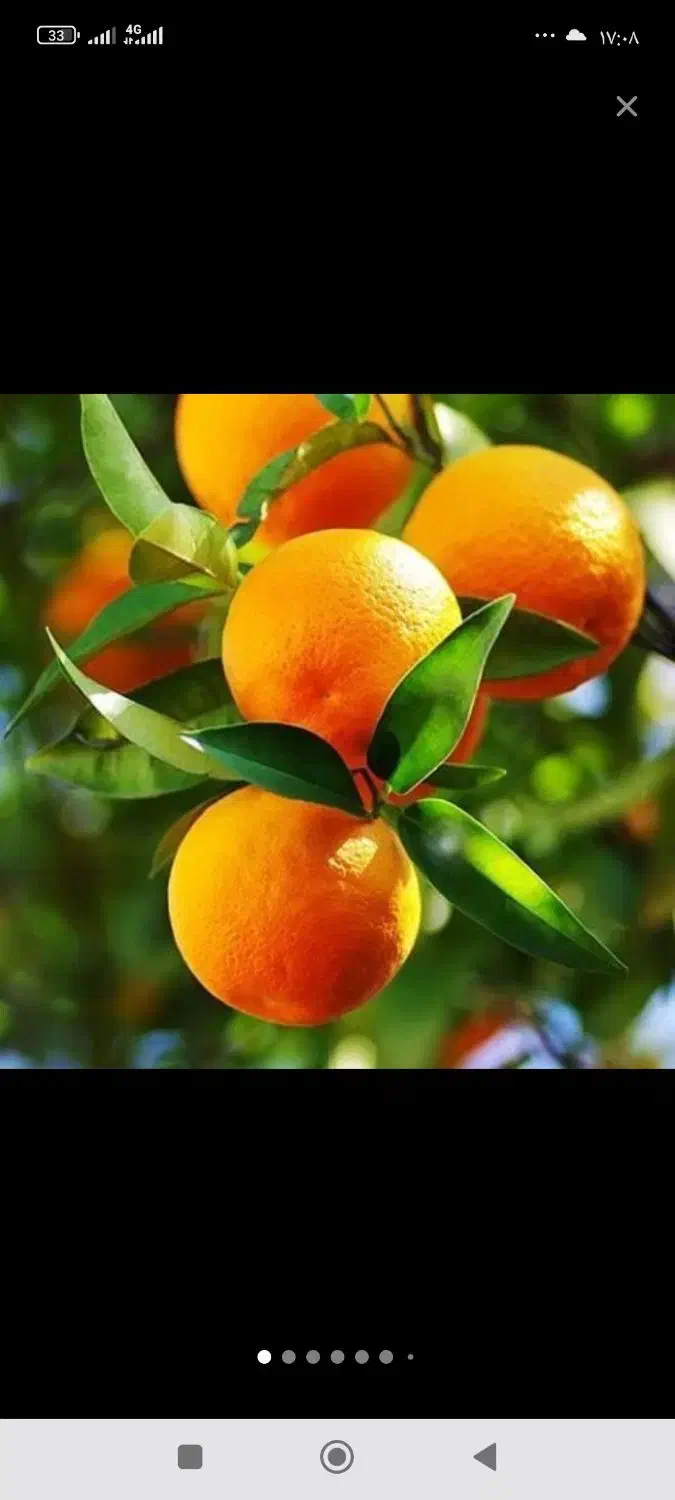 خرید وفروش پرتقال و نارنگی|عمده‌فروشی|قائم‌شهر, |دیوار