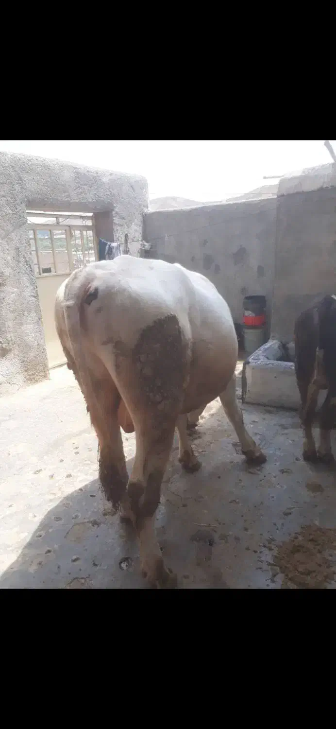 گاو گوساله گوشتی. قصابی|حیوانات مزرعه|کامیاران, |دیوار