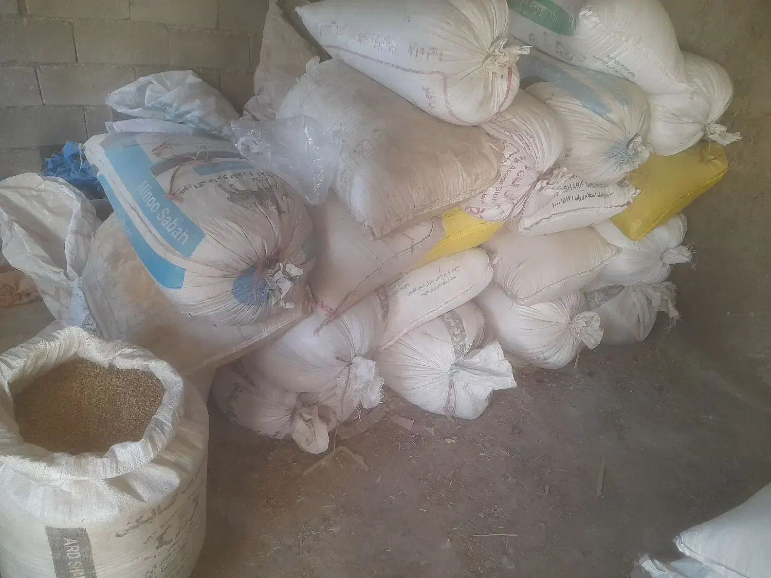 گندم رقم کلاته دیم|لوازم جانبی حیوانات|مینودشت, |دیوار