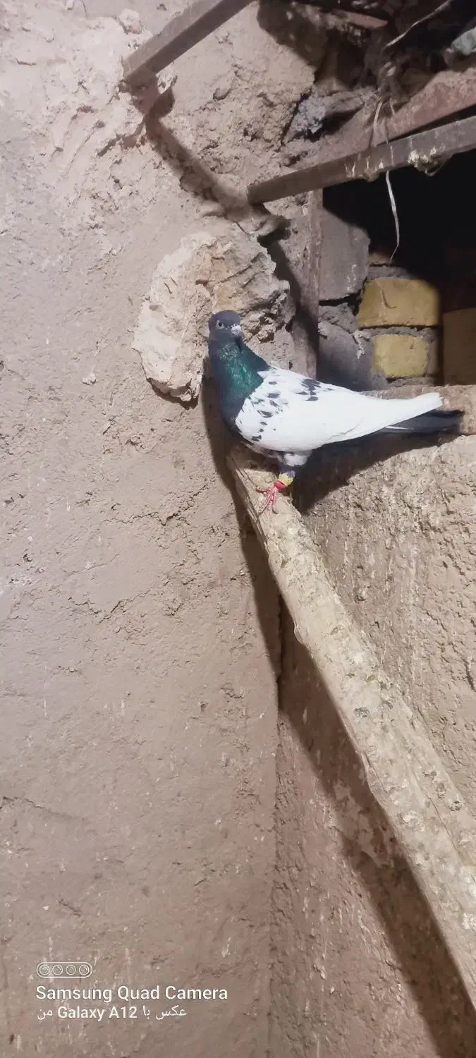 رنگی رنگی|پرنده|قیدار, |دیوار