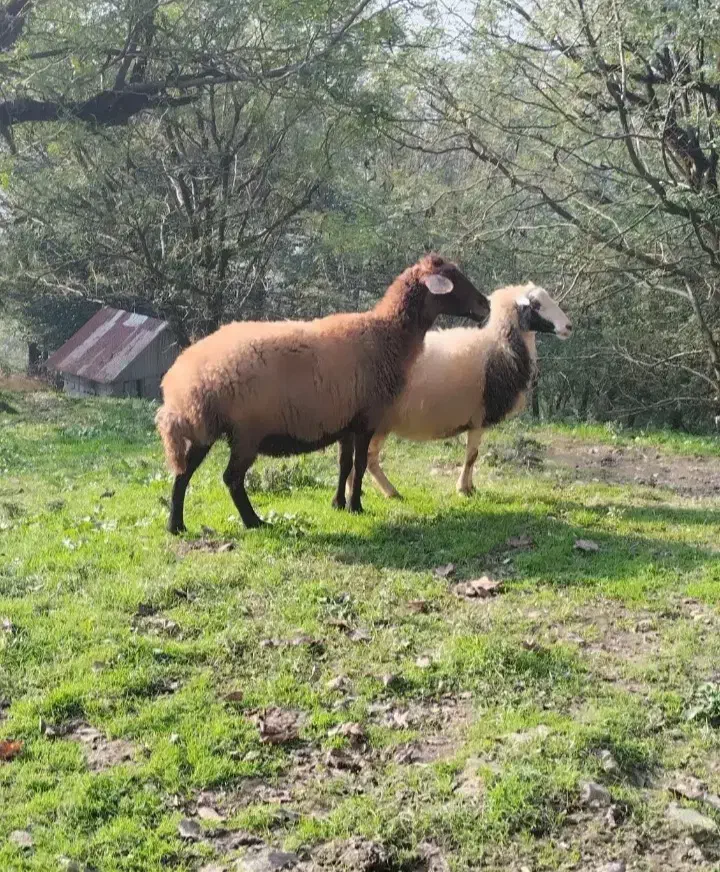 یک جفت گوسفند بالغ|حیوانات مزرعه|لاهیجان, لفمجان|دیوار