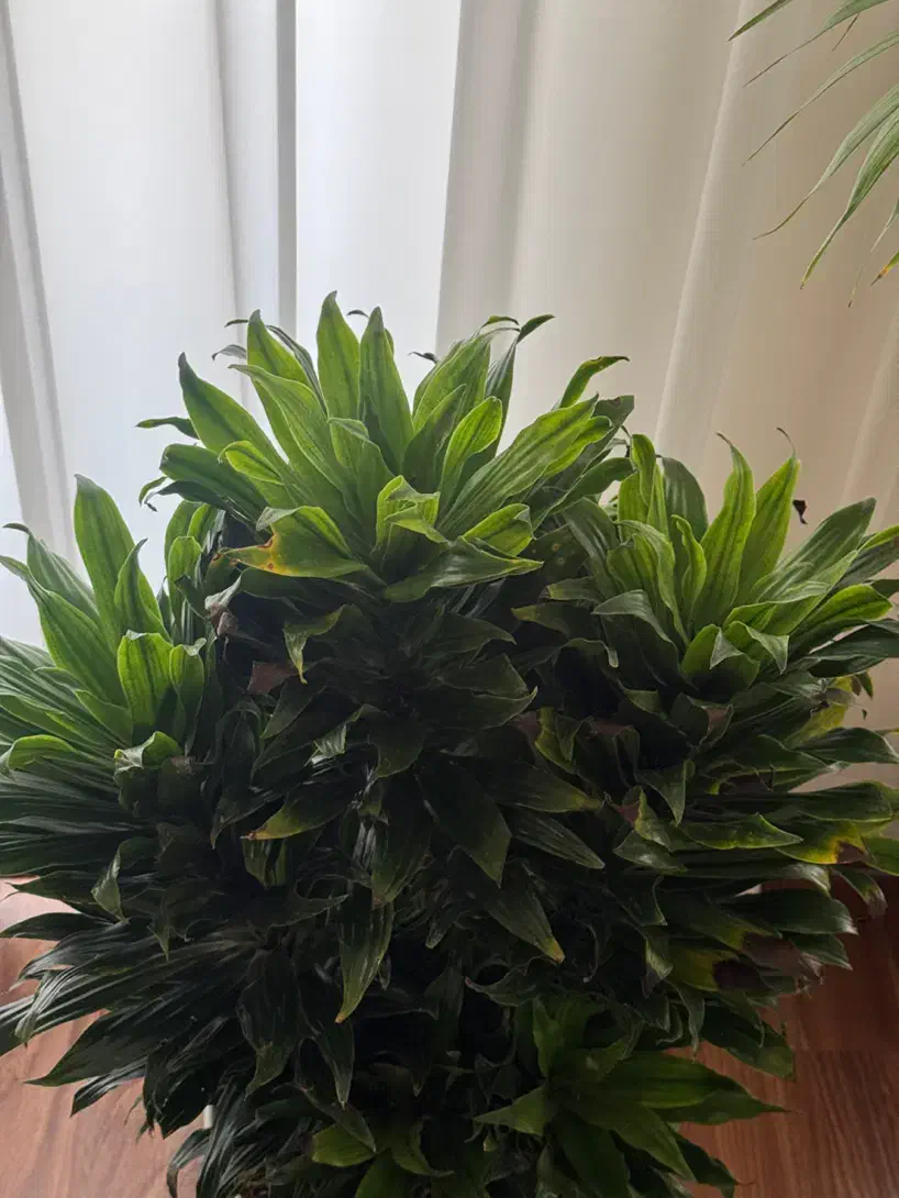 کامپکت 6تایی|گل و گیاه طبیعی|تهران, نیروی هوایی (پیروزی)|دیوار