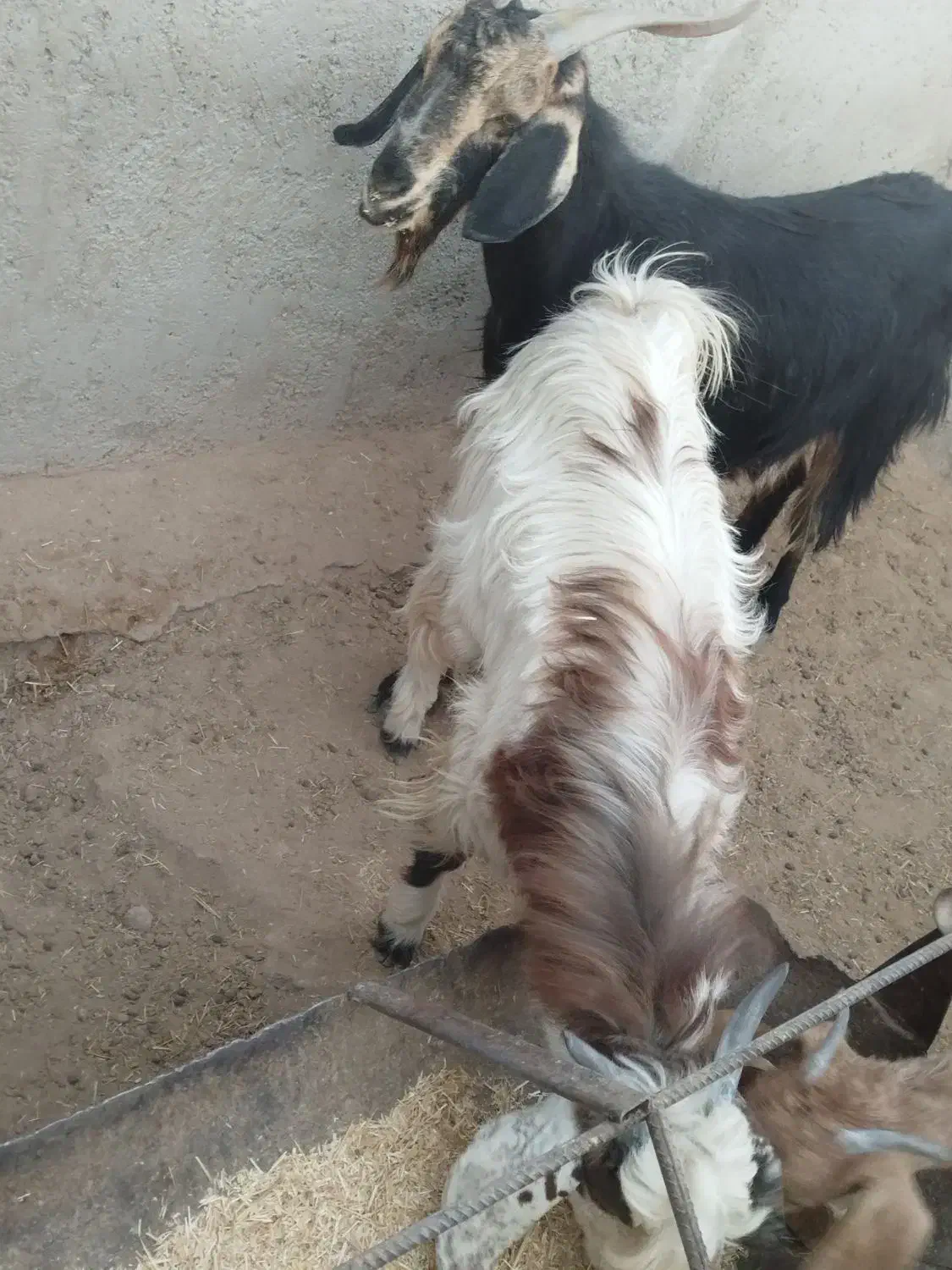 فروش کهره|حیوانات مزرعه|داراب, |دیوار