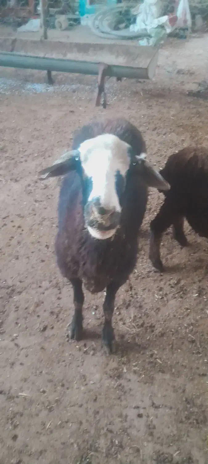 گوسفند قصر چاق|حیوانات مزرعه|خان ببین, |دیوار