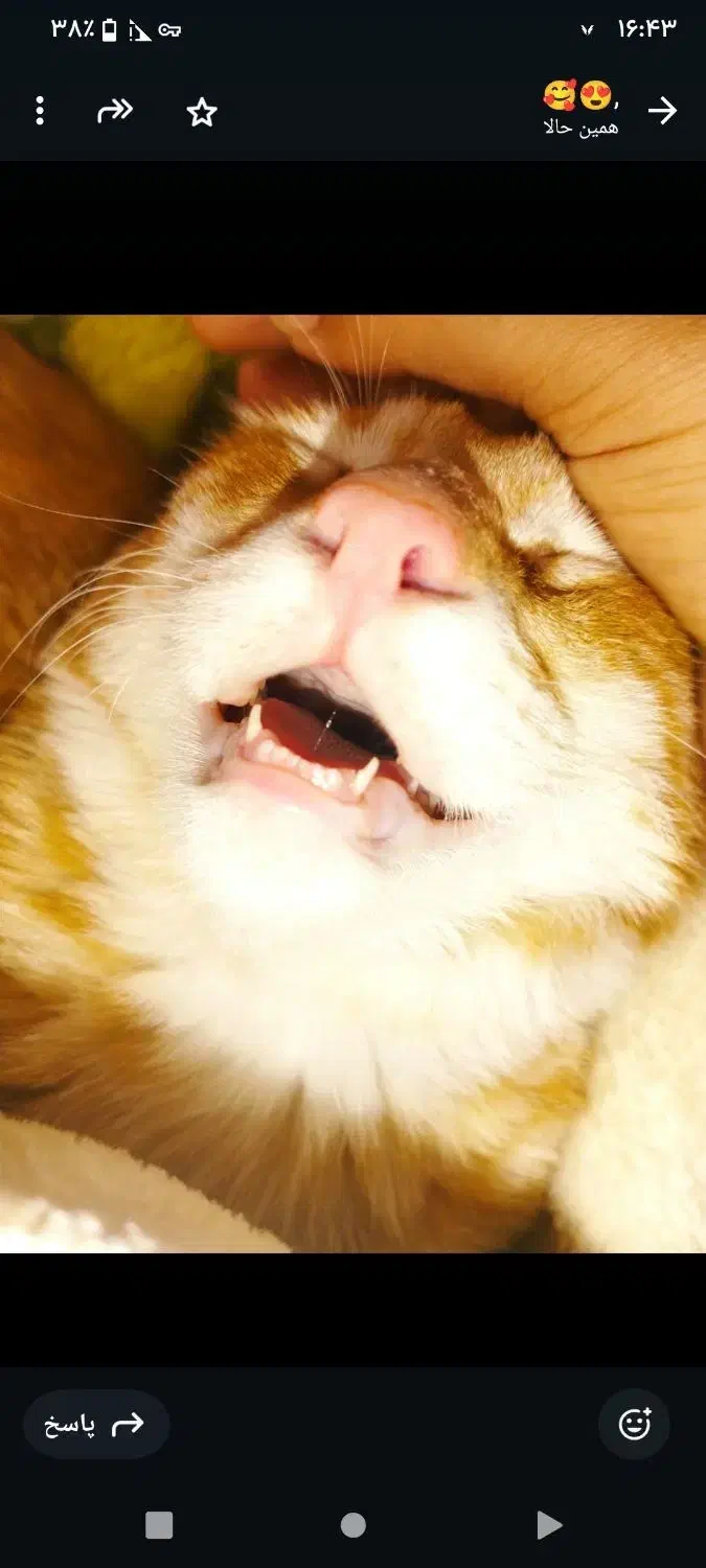 واگذاری گربه دی اس اج خانگی|گربه|سقز, |دیوار