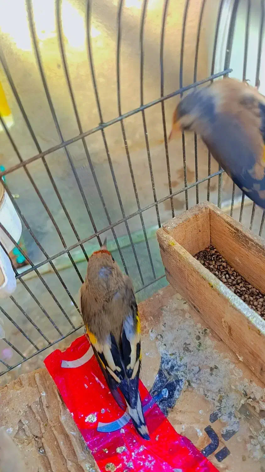 دو عدد سهره|پرنده|قرچک, زیبا شهر|دیوار