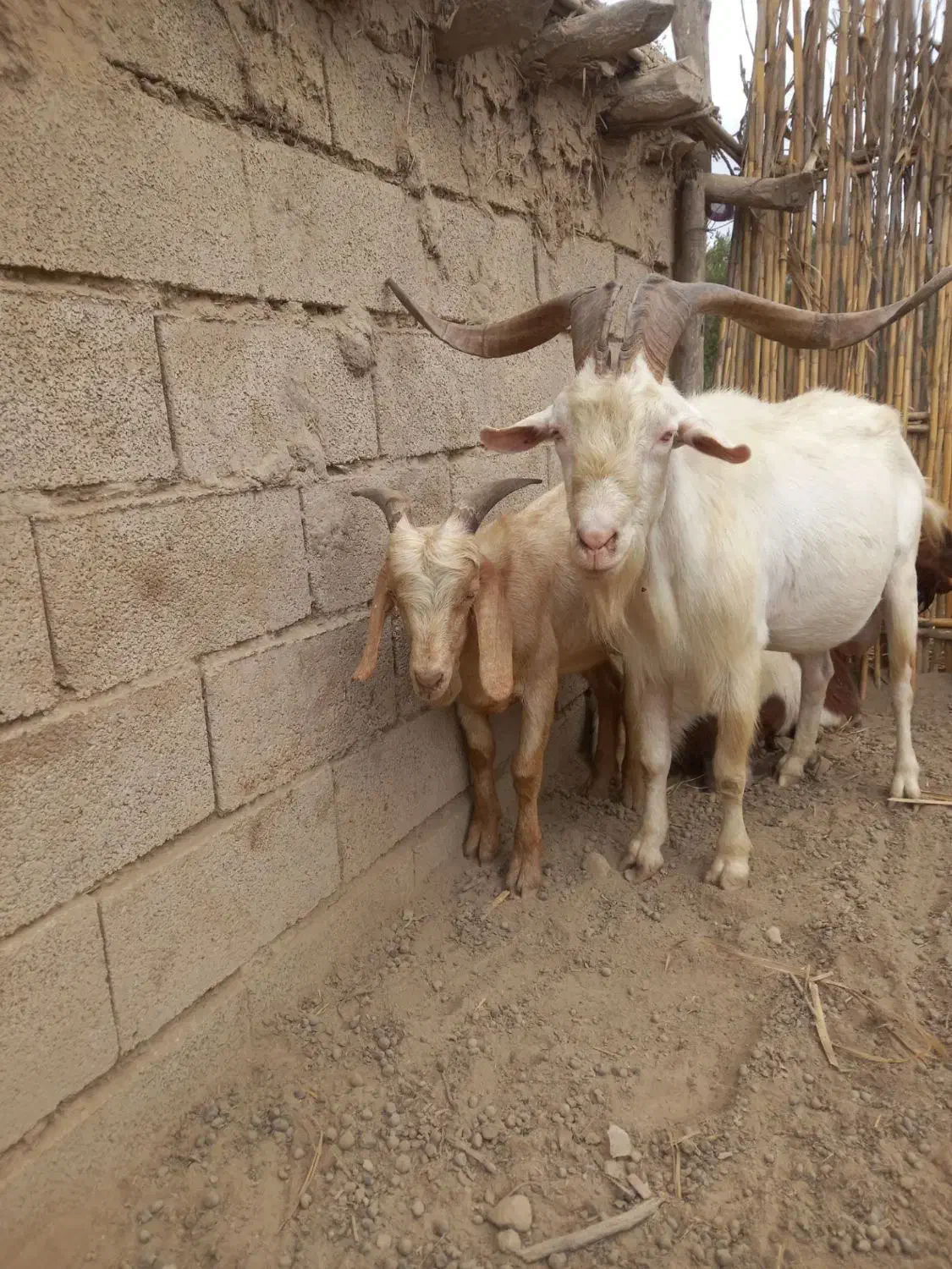 تکه اصیل|حیوانات مزرعه|کلاله, |دیوار