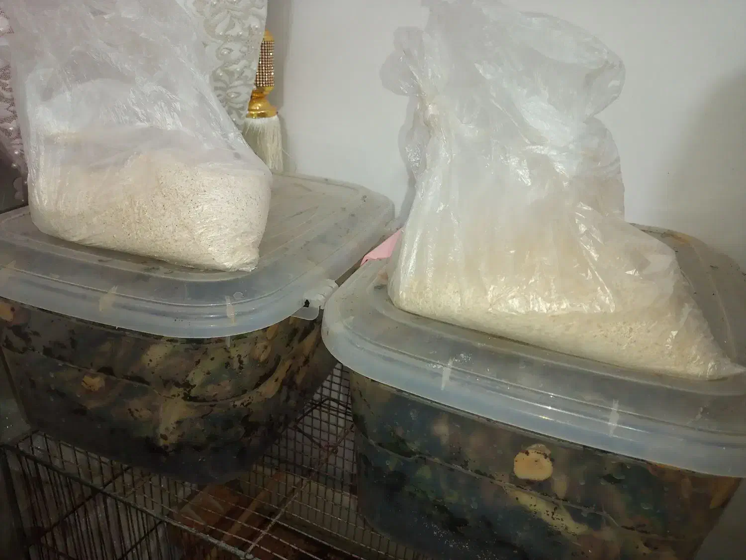 حلزون|خزنده|قم, شاه ابراهیم|دیوار