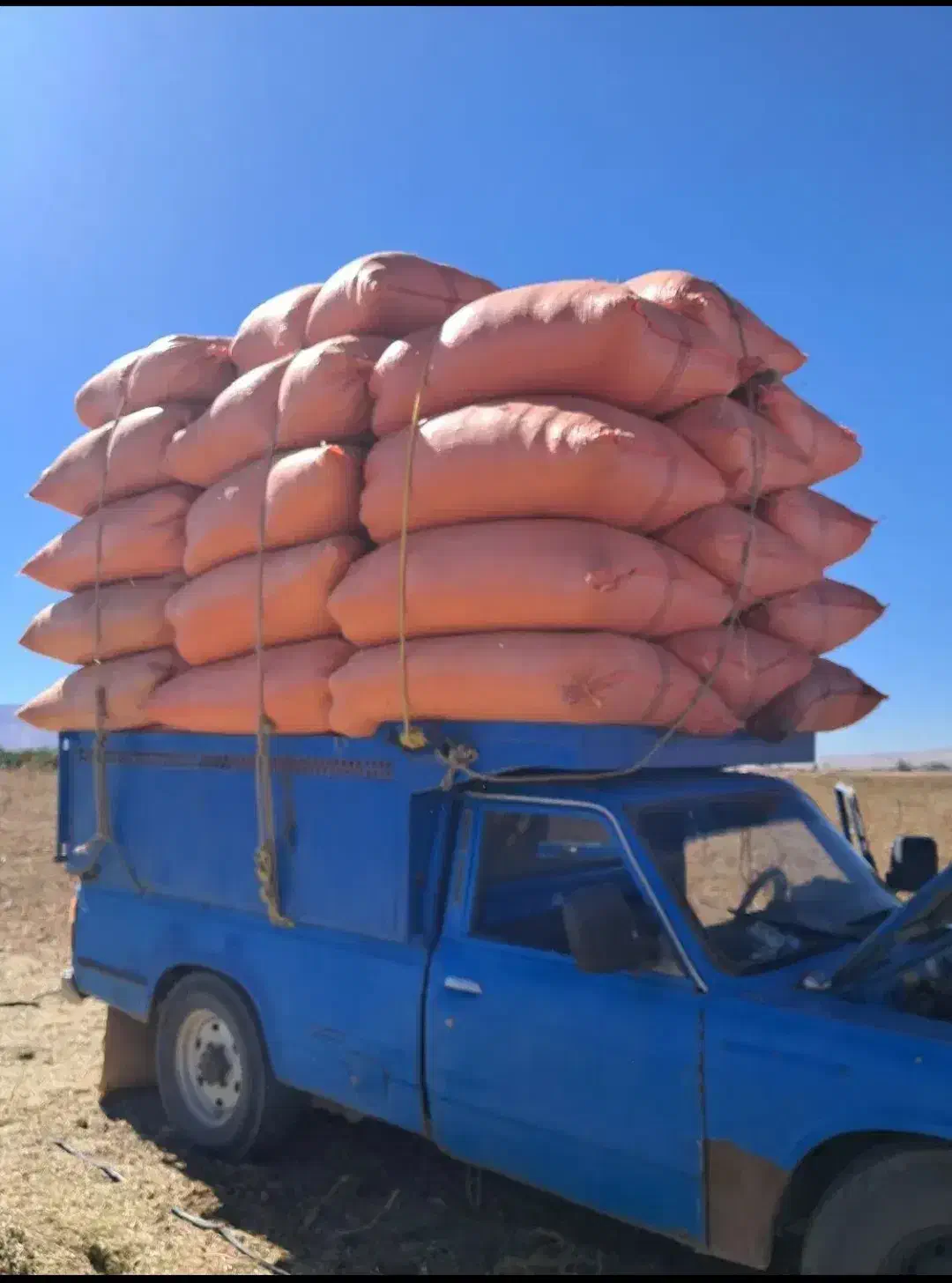 کاه لوبیا|حیوانات مزرعه|ماهدشت, |دیوار