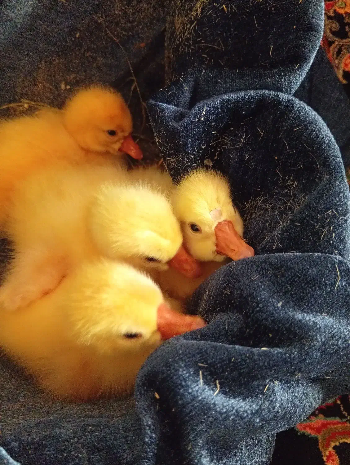 جوجه قوغاز|حیوانات مزرعه|زابل, |دیوار