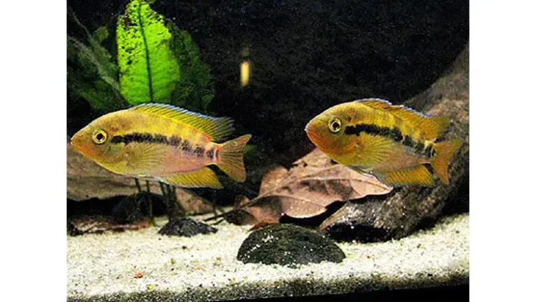 ماهی جفت فول افرا|ماهی|بجنورد, |دیوار