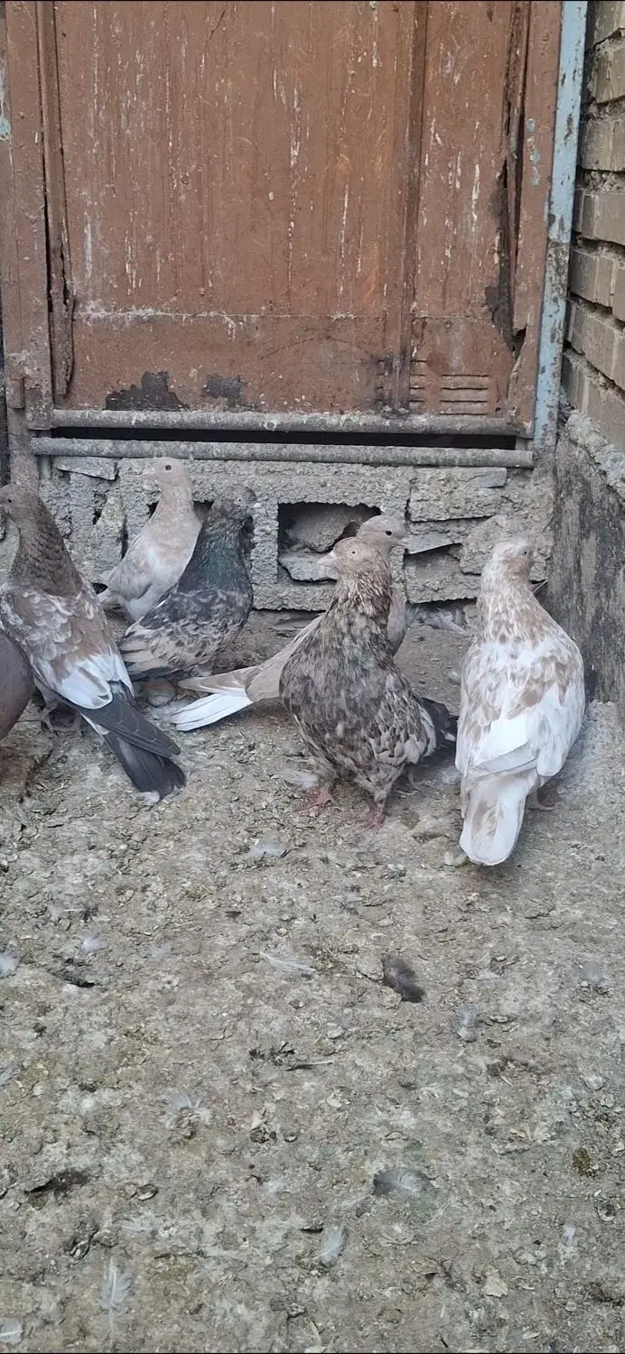 کله ای|پرنده|امیدیه, |دیوار