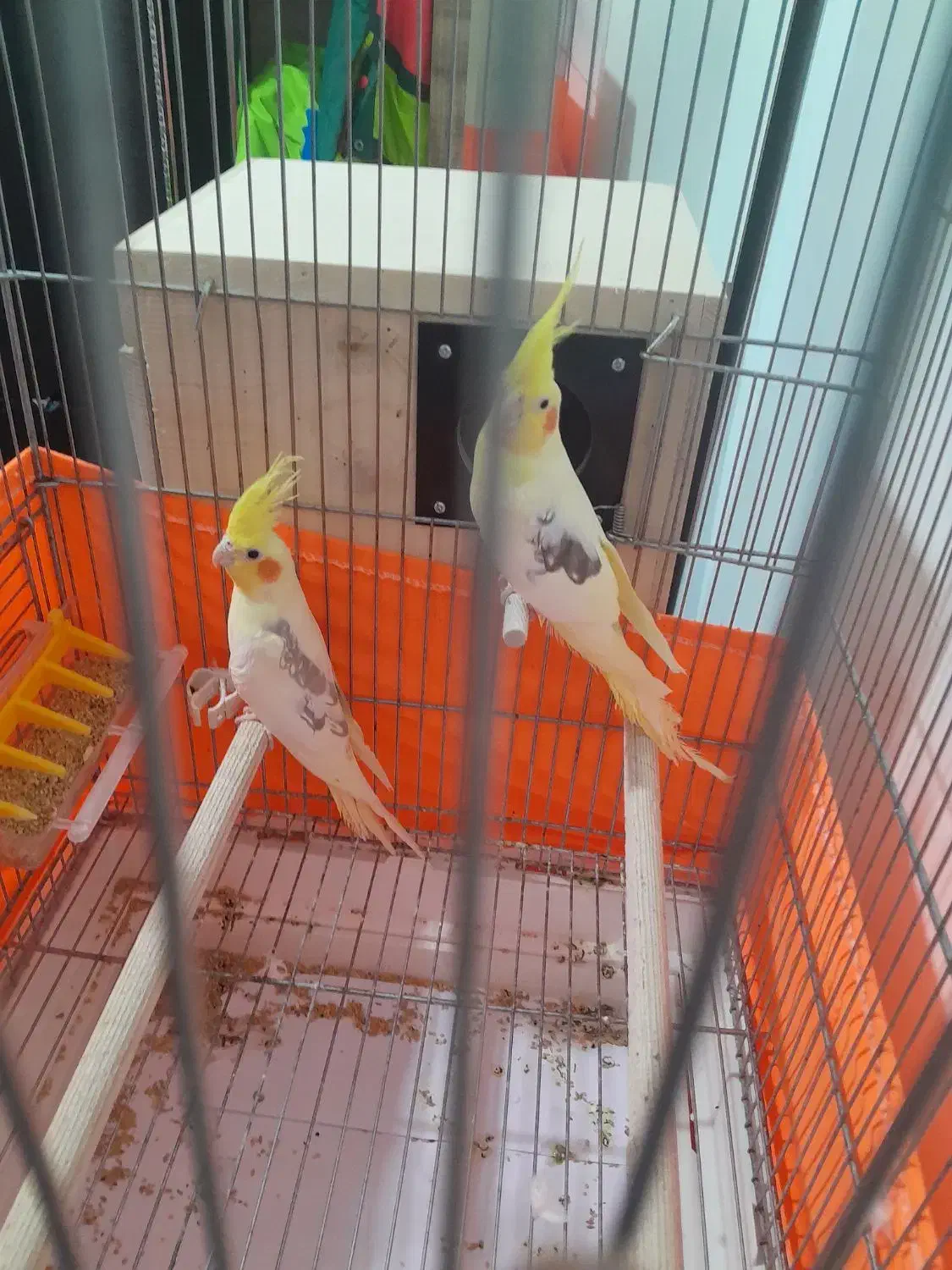 عروس هلندی|پرنده|محمدشهر, کوی بهار|دیوار