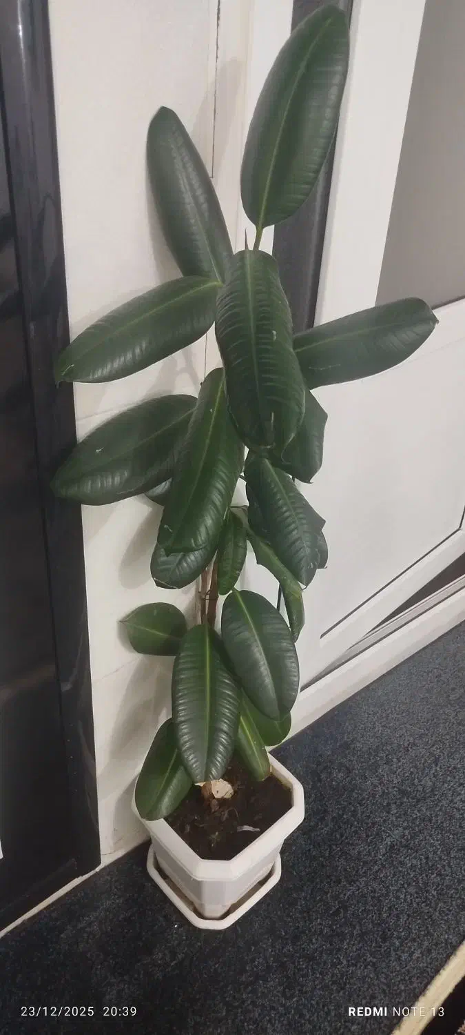 گل طبیعی|گل و گیاه طبیعی|جوانرود, |دیوار