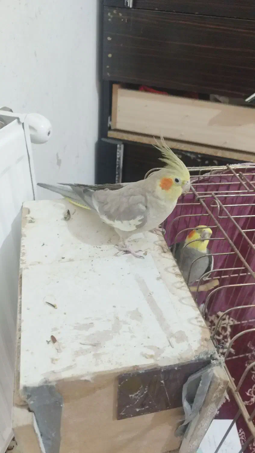 پرنده|پرنده|محمدیه-قزوین, |دیوار