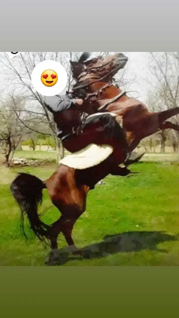 اسب نریان کرد بسیار پر خون|اسب و تجهیزات اسبسواری|نهاوند, |دیوار