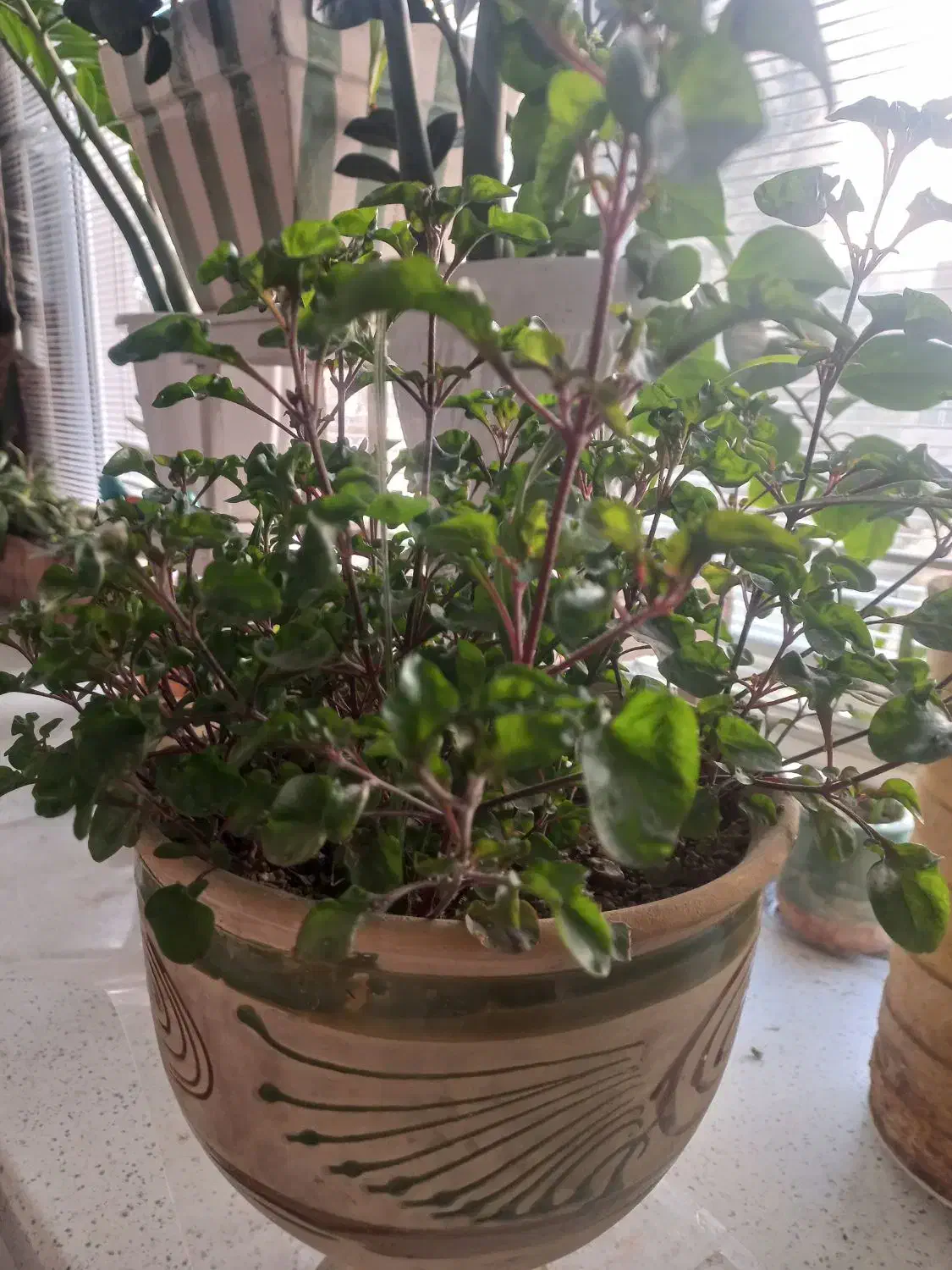 گل طبیعی رویا|گل و گیاه طبیعی|مشهد, زمانه|دیوار