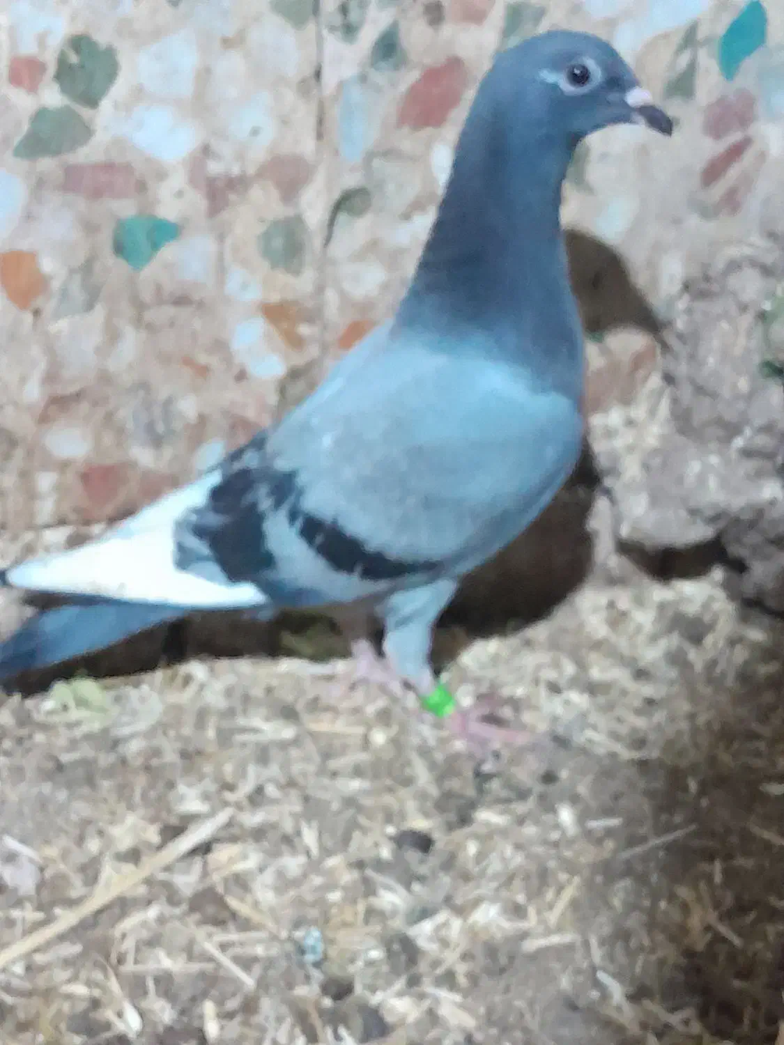 کبوتر جوجه پلاکی|پرنده|دزفول, |دیوار