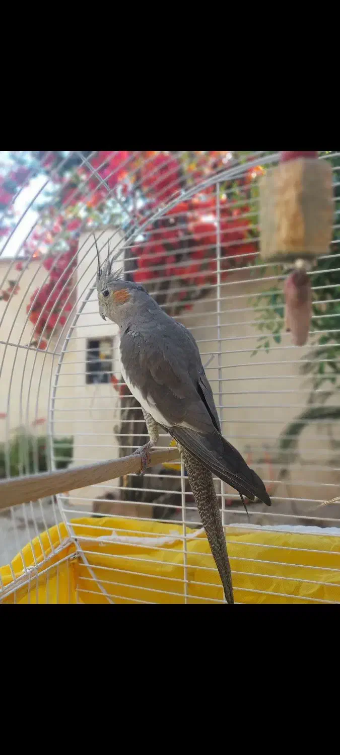 یک جفت عروس هلندی تخم گذار الان هم  تخم گداشته|پرنده|کوچصفهان, |دیوار