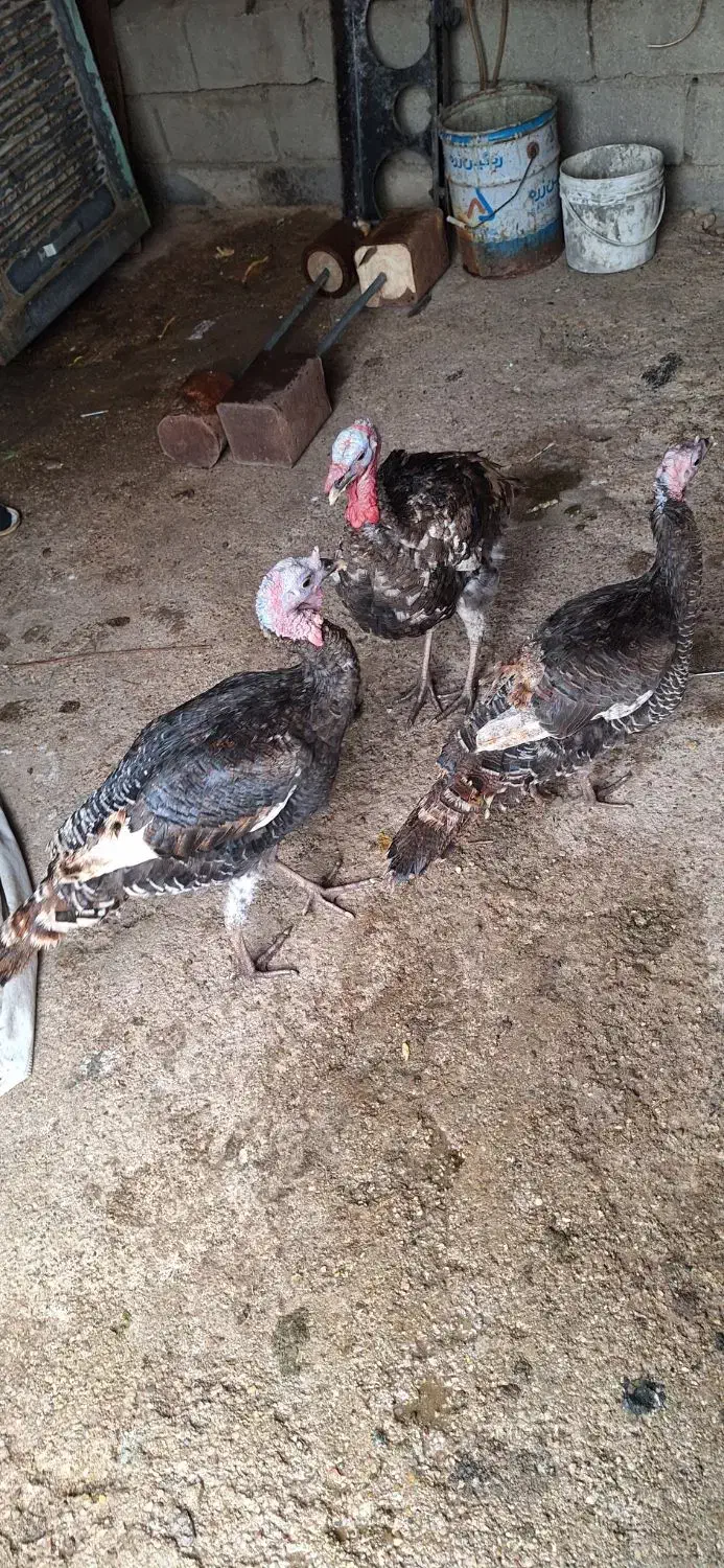 3 عدد بوقلمون نر و ماده|حیوانات مزرعه|اندیمشک, |دیوار