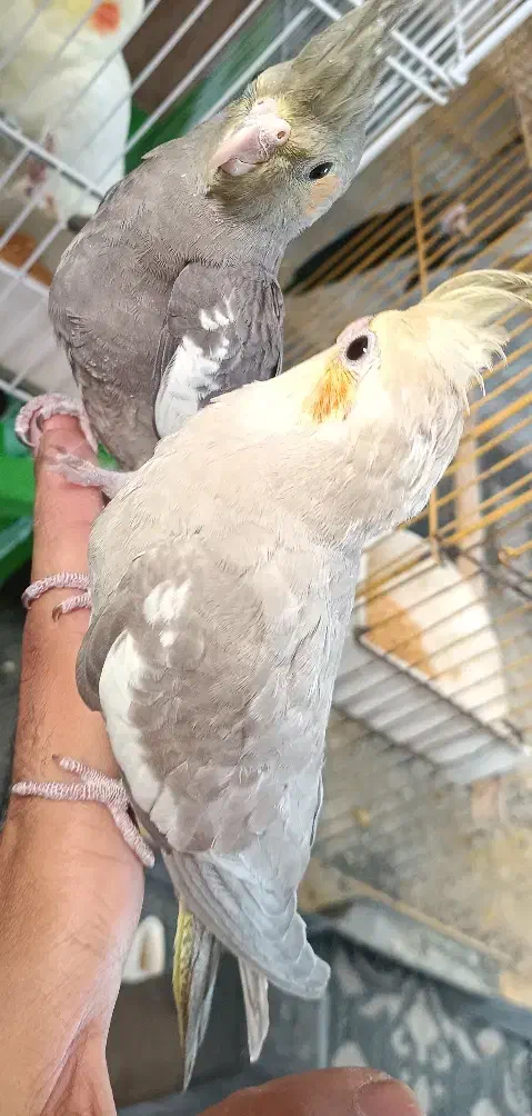 مرغ عشق و عروس هلندی|پرنده|پاکدشت, پاکدشت (مامازند)|دیوار