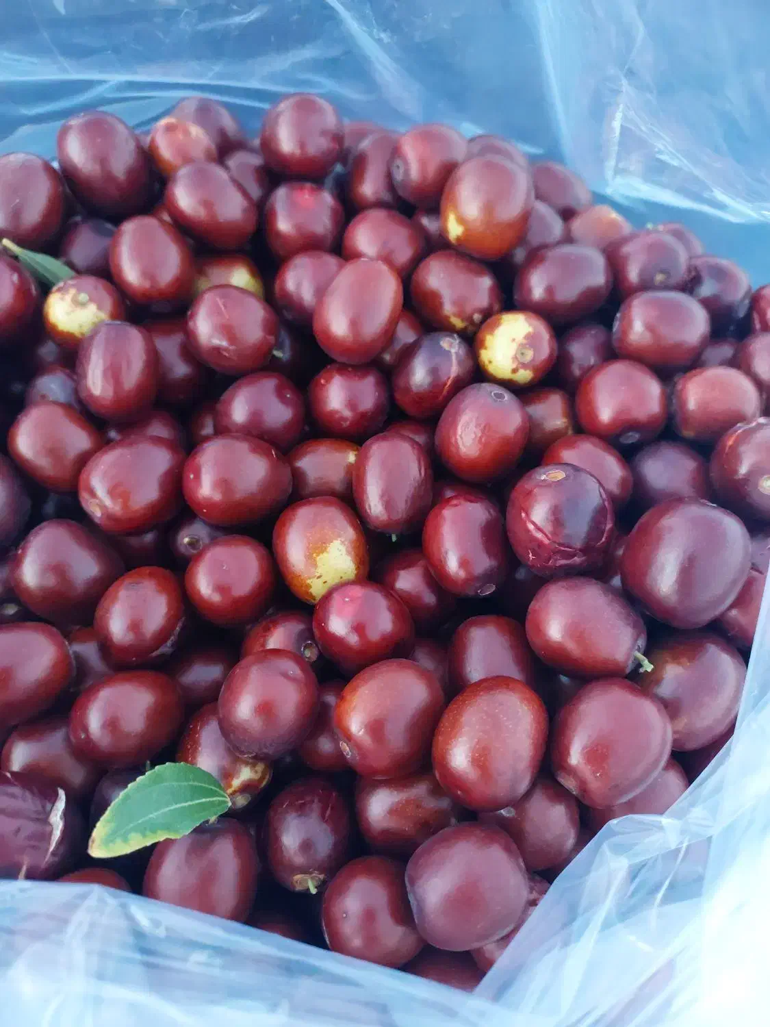 باغ فخرآباد تقاب|فروش خانه و ویلا|خوسف, |دیوار