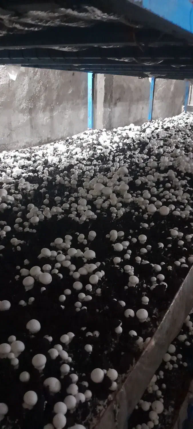 ۵تن کمپوست فروشی تنی ۸۰۰|خدمات باغبانی و درختکاری|دورود, |دیوار