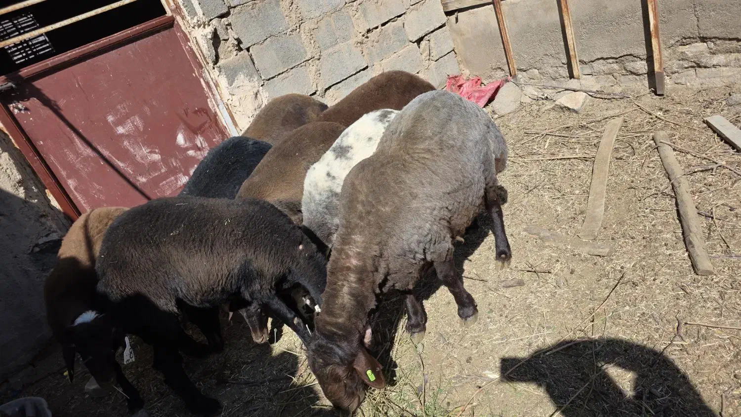 میش افشار هترو (شکم اول )|حیوانات مزرعه|تفت, |دیوار