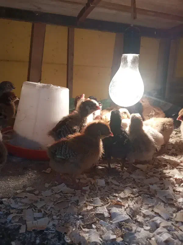 حیوانات مزرعه|حیوانات مزرعه|کلاچای, |دیوار