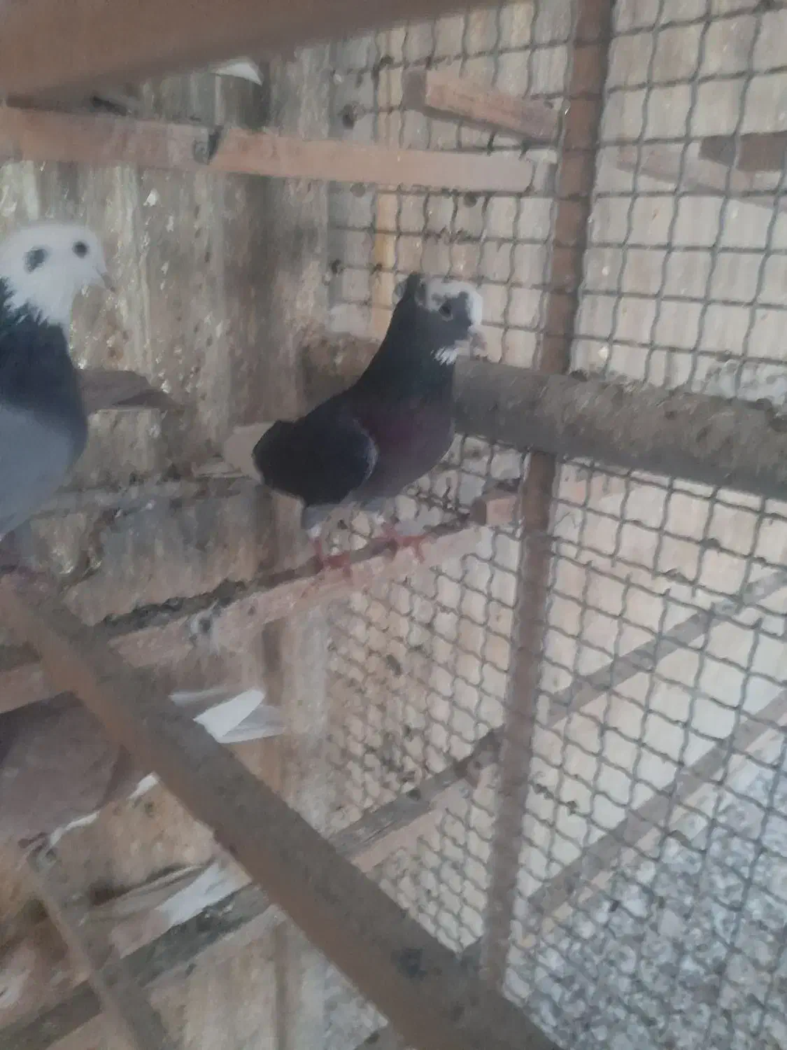 کفتر|پرنده|تهران, دبستان|دیوار