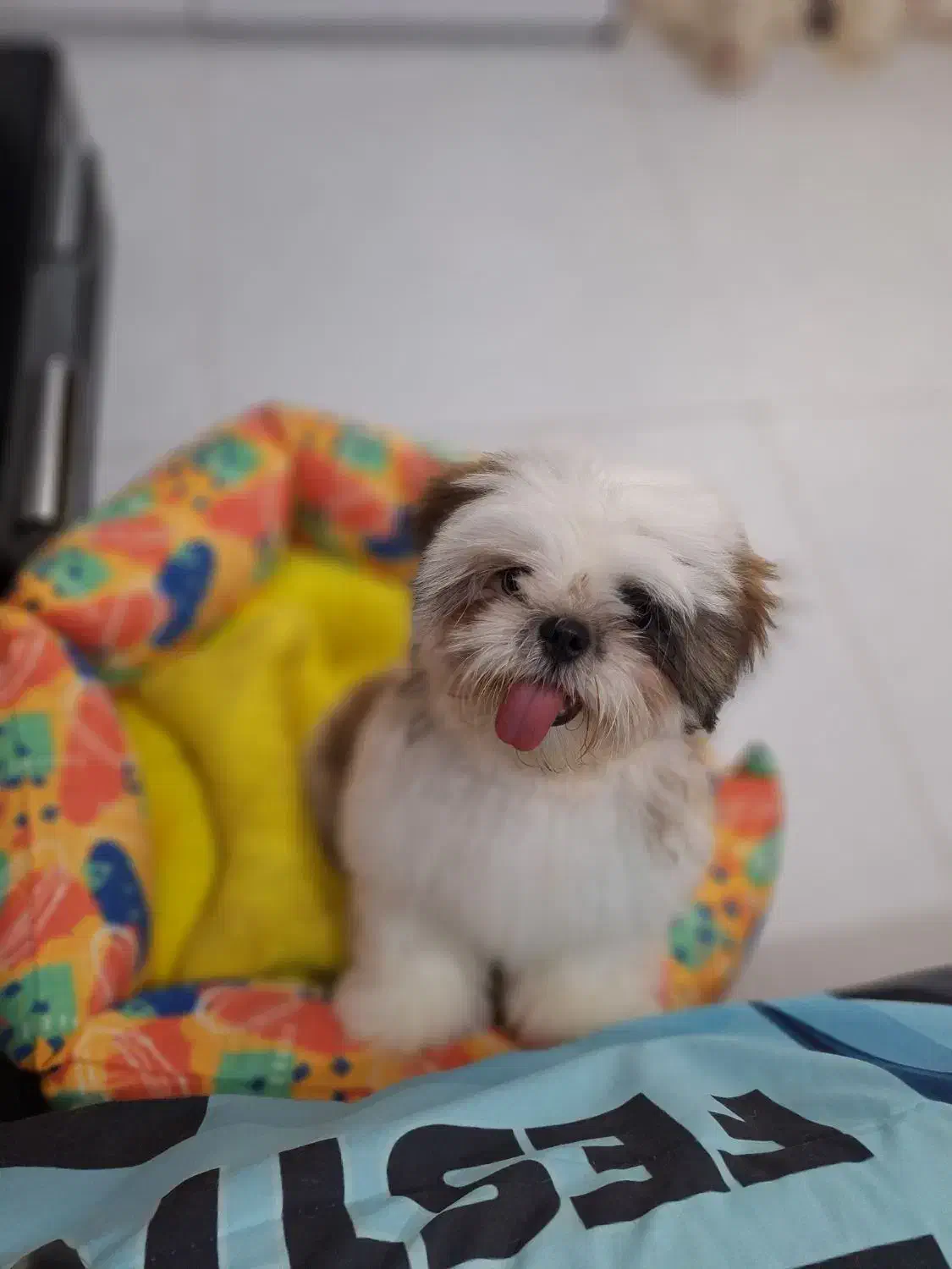 سگ شیتزو سوپر فلت فروشی|سگ|لاهیجان, طالقانی|دیوار