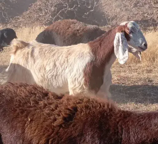 بزجوان۲ساله|حیوانات مزرعه|صائین قلعه, |دیوار