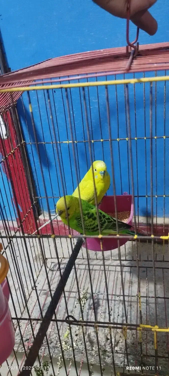 مرغ عشق مولد|پرنده|امیدیه, |دیوار