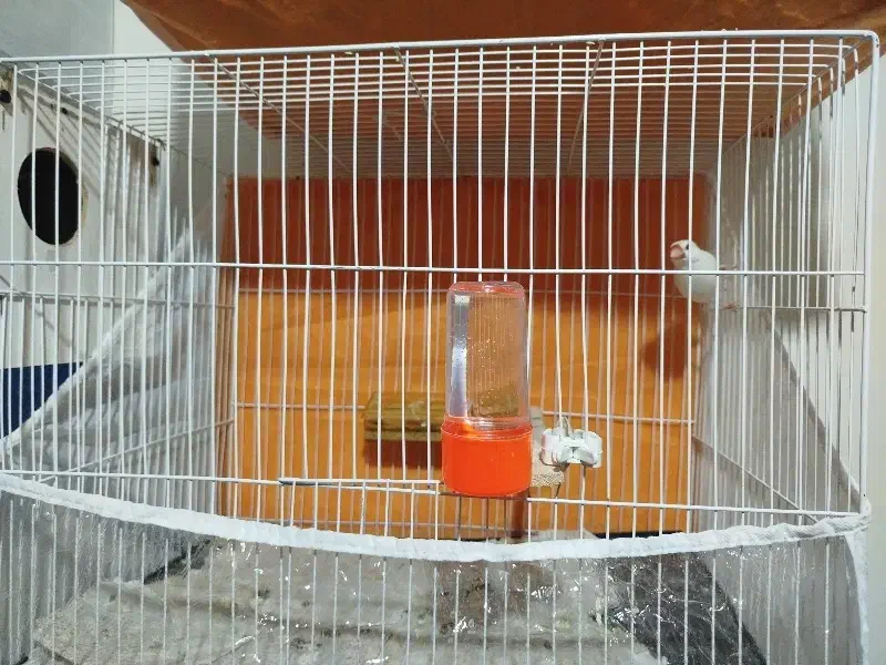 فنچ نرگسی قناری سهره|پرنده|مشهد, کارگران|دیوار