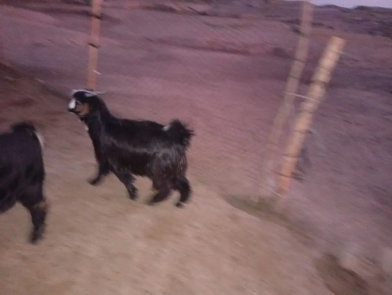 بیگ ماده .تیشتر .بز|حیوانات مزرعه|شوشتر, |دیوار