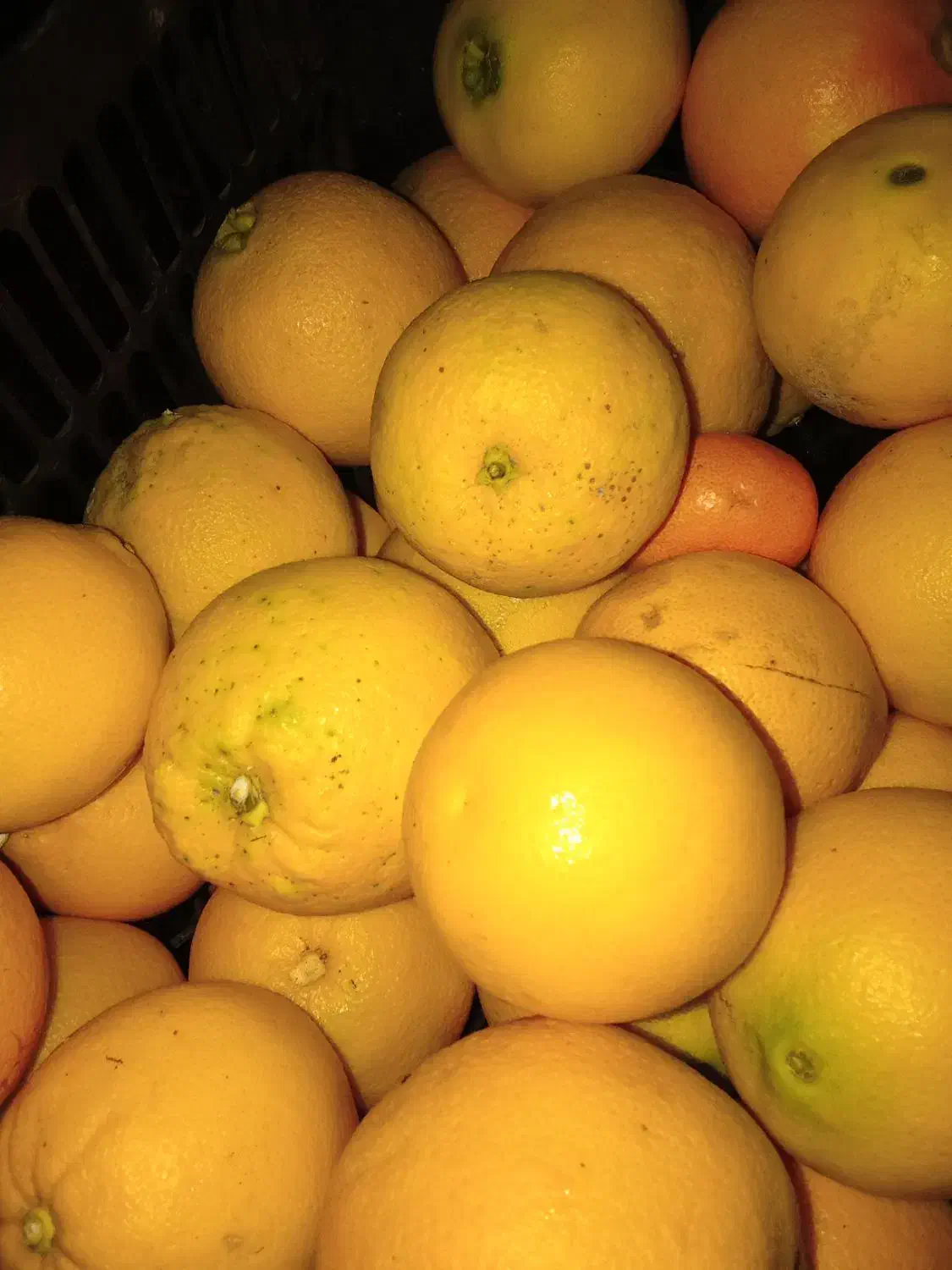 پرتغال تازه نامتلو|خوردنی و آشامیدنی|خان ببین, |دیوار