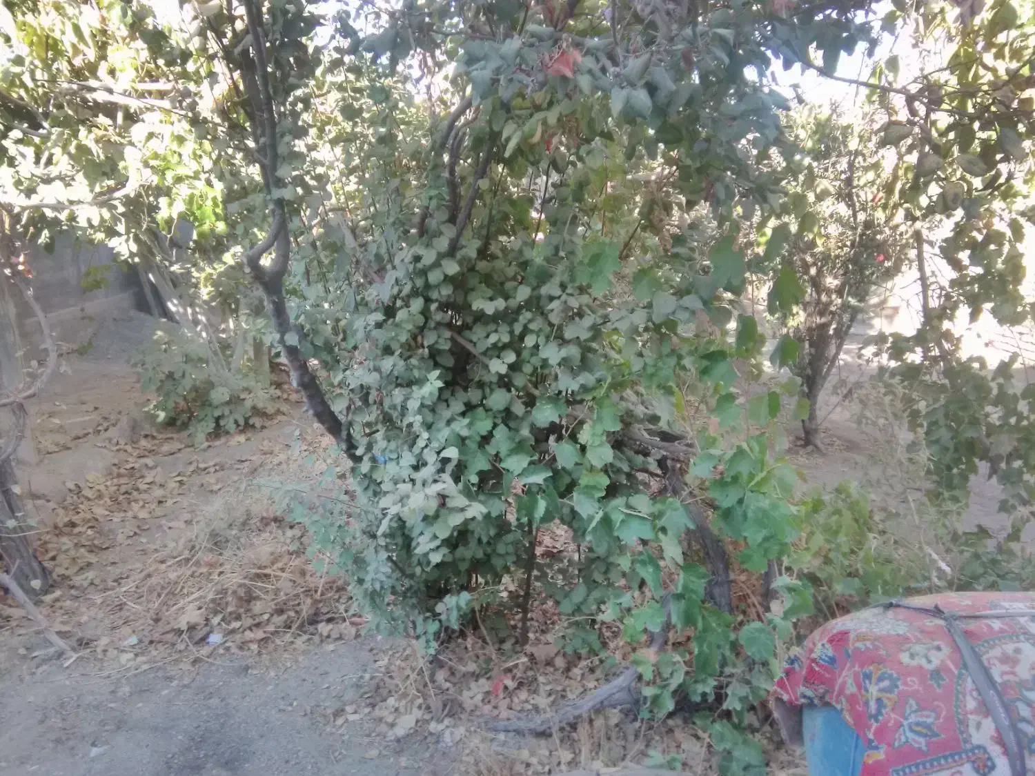 منزل ویلایی|فروش خانه و ویلا|جوین, |دیوار