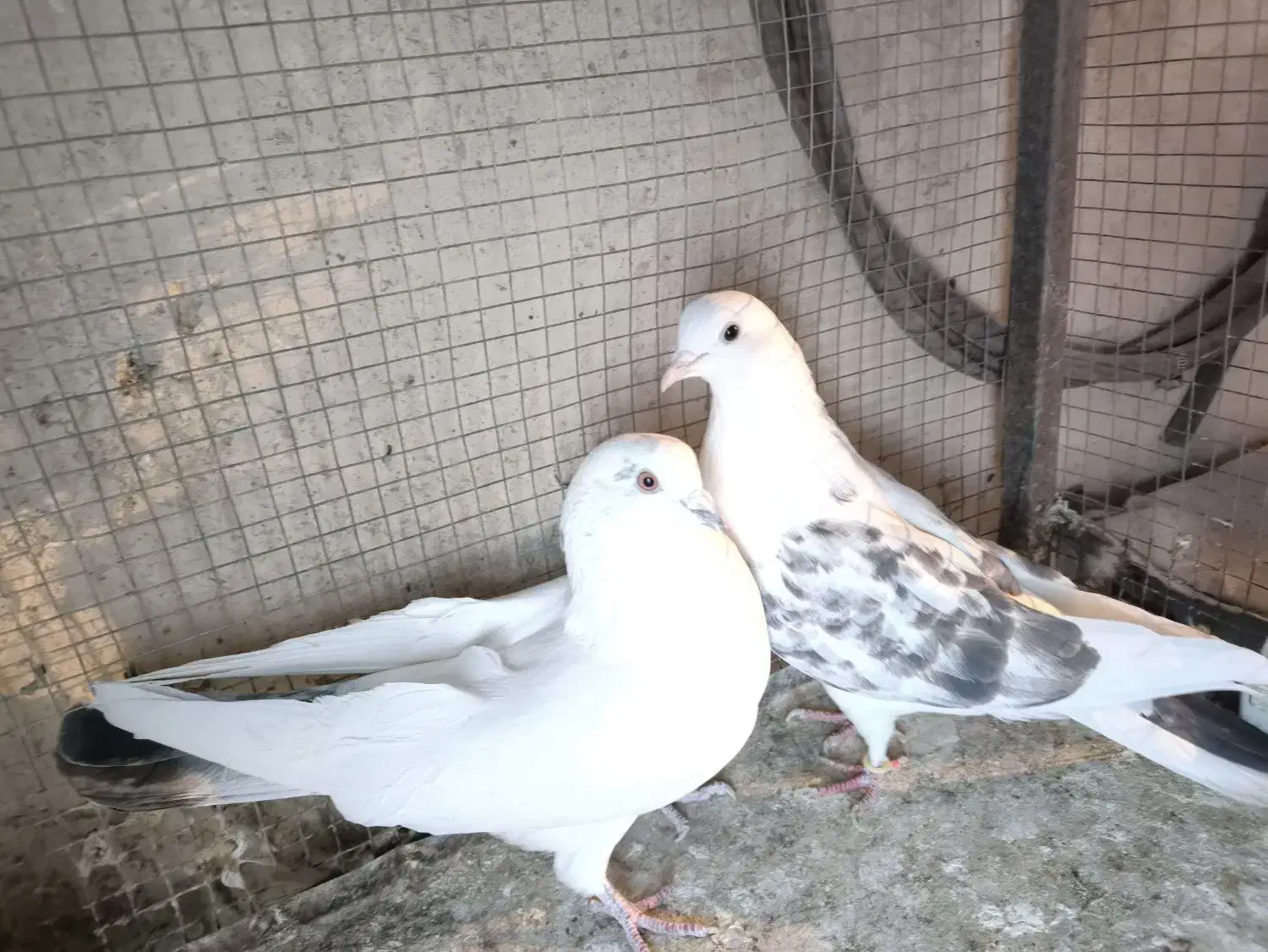 کبوتر گرو|پرنده|دهاقان, |دیوار