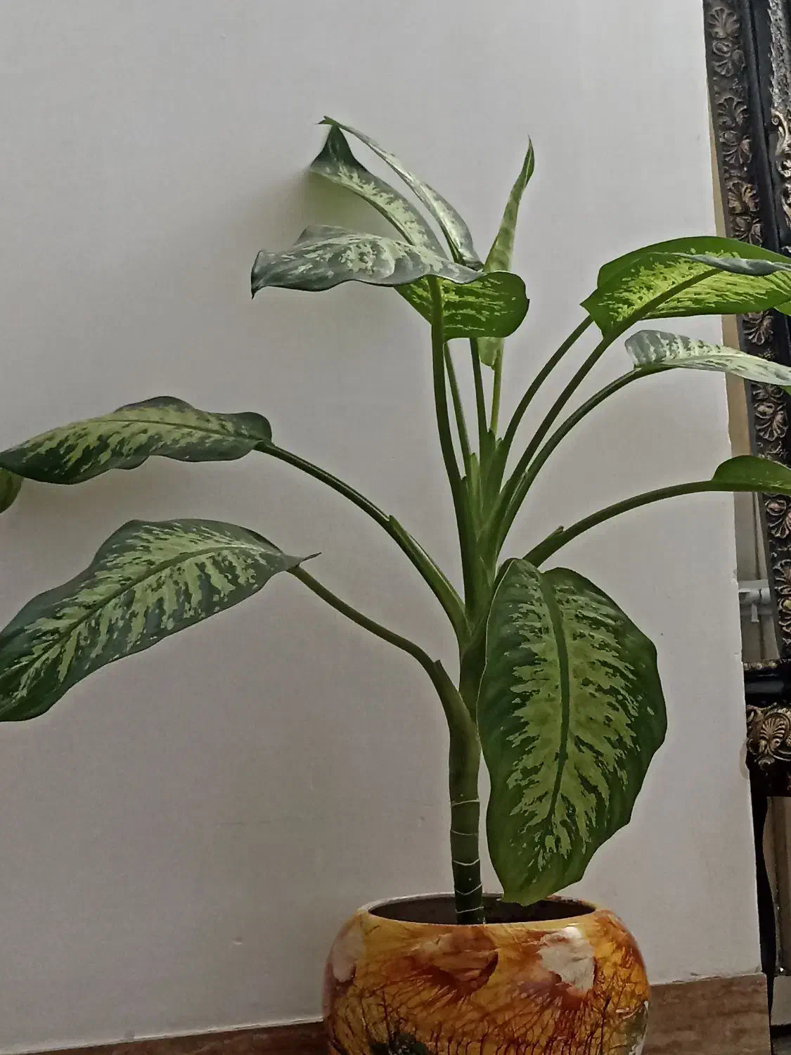 گل فروشی|گل و گیاه طبیعی|پیرانشهر, |دیوار