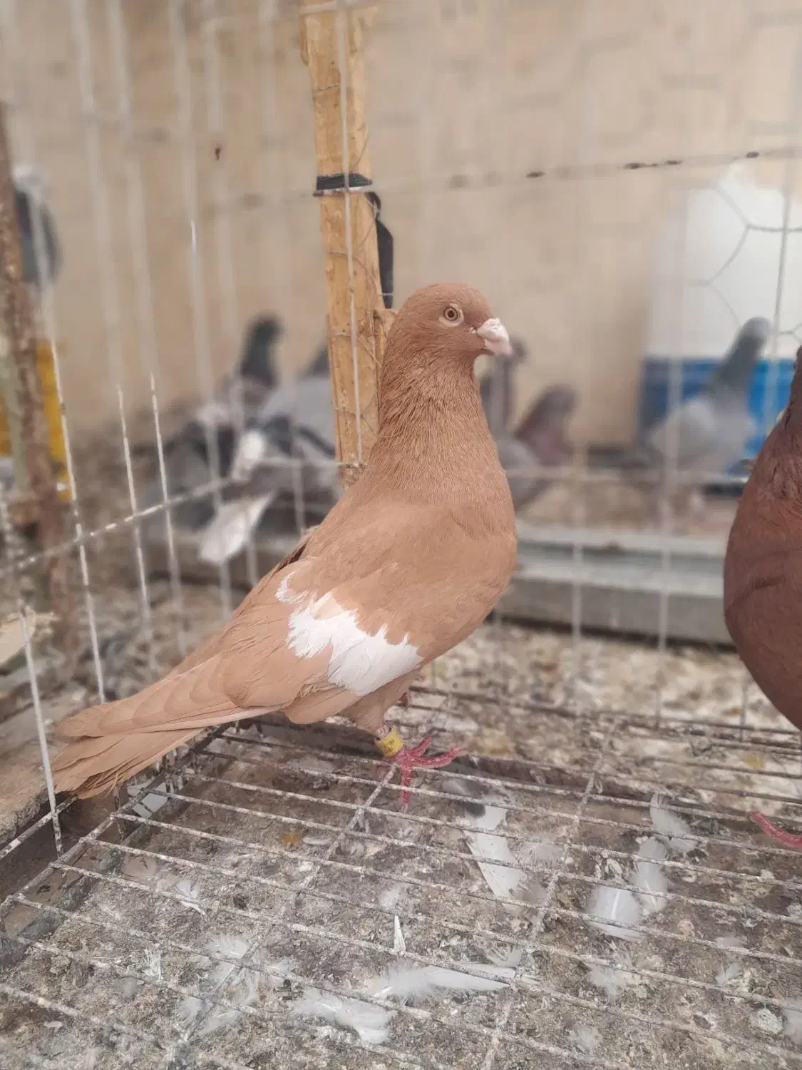 کبوتر سرک|پرنده|بهبهان, |دیوار