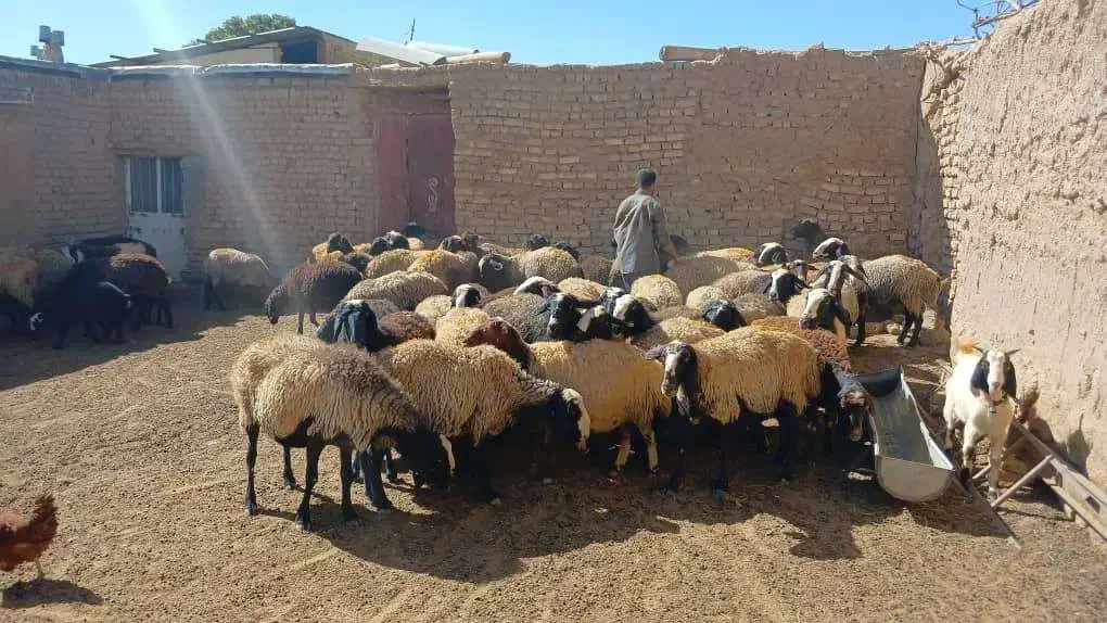 میش شالی|حیوانات مزرعه|آبگرم, |دیوار