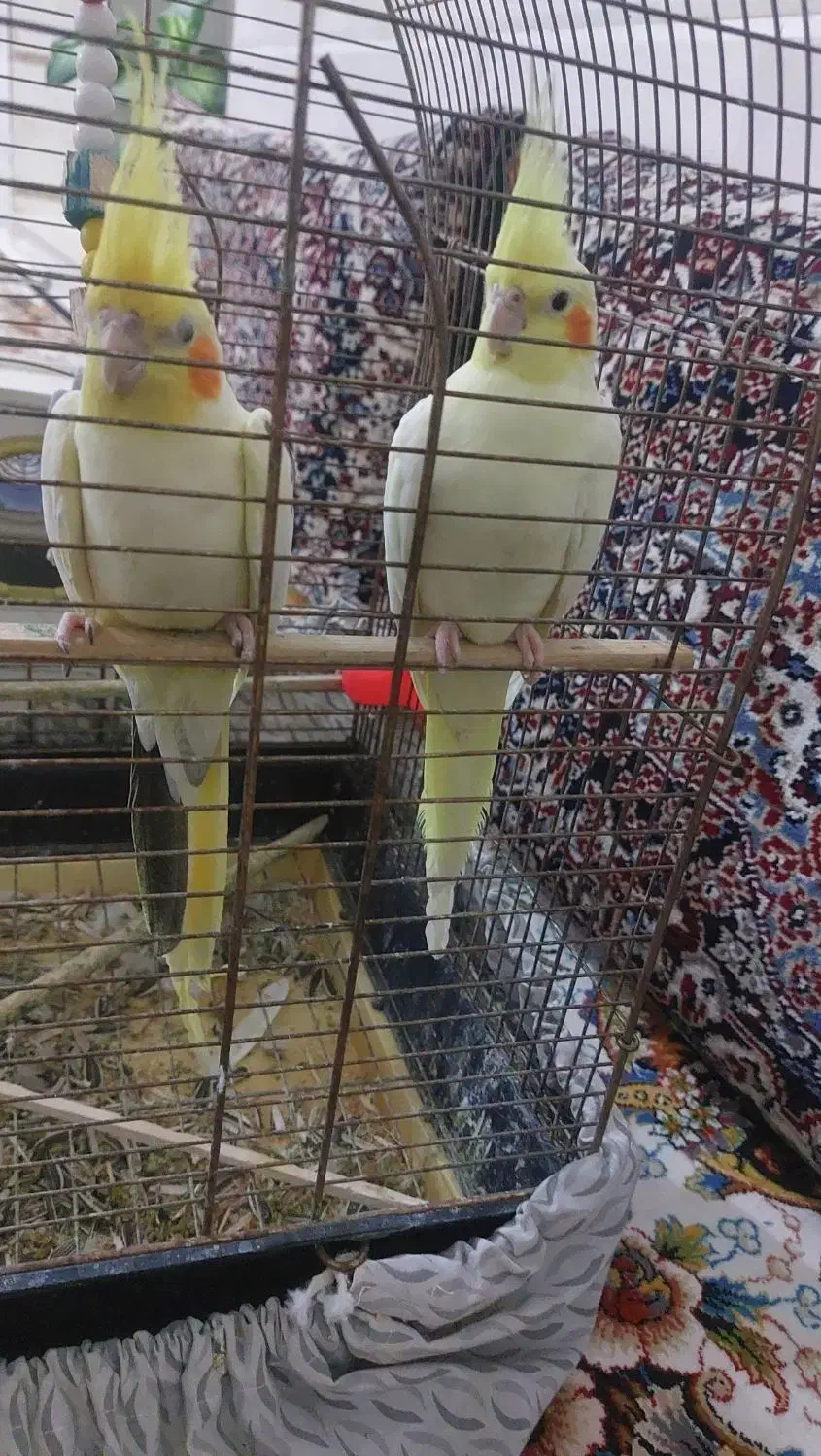 یک جفت عروس هلندی نر و ماده|پرنده|طبس, |دیوار