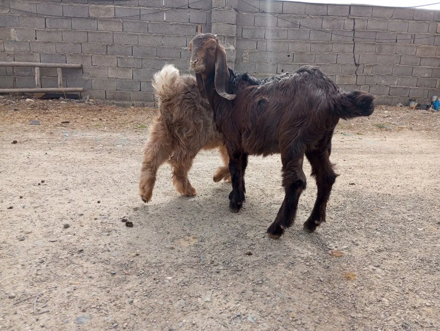 بازغاله|حیوانات مزرعه|کرمانشاه, |دیوار