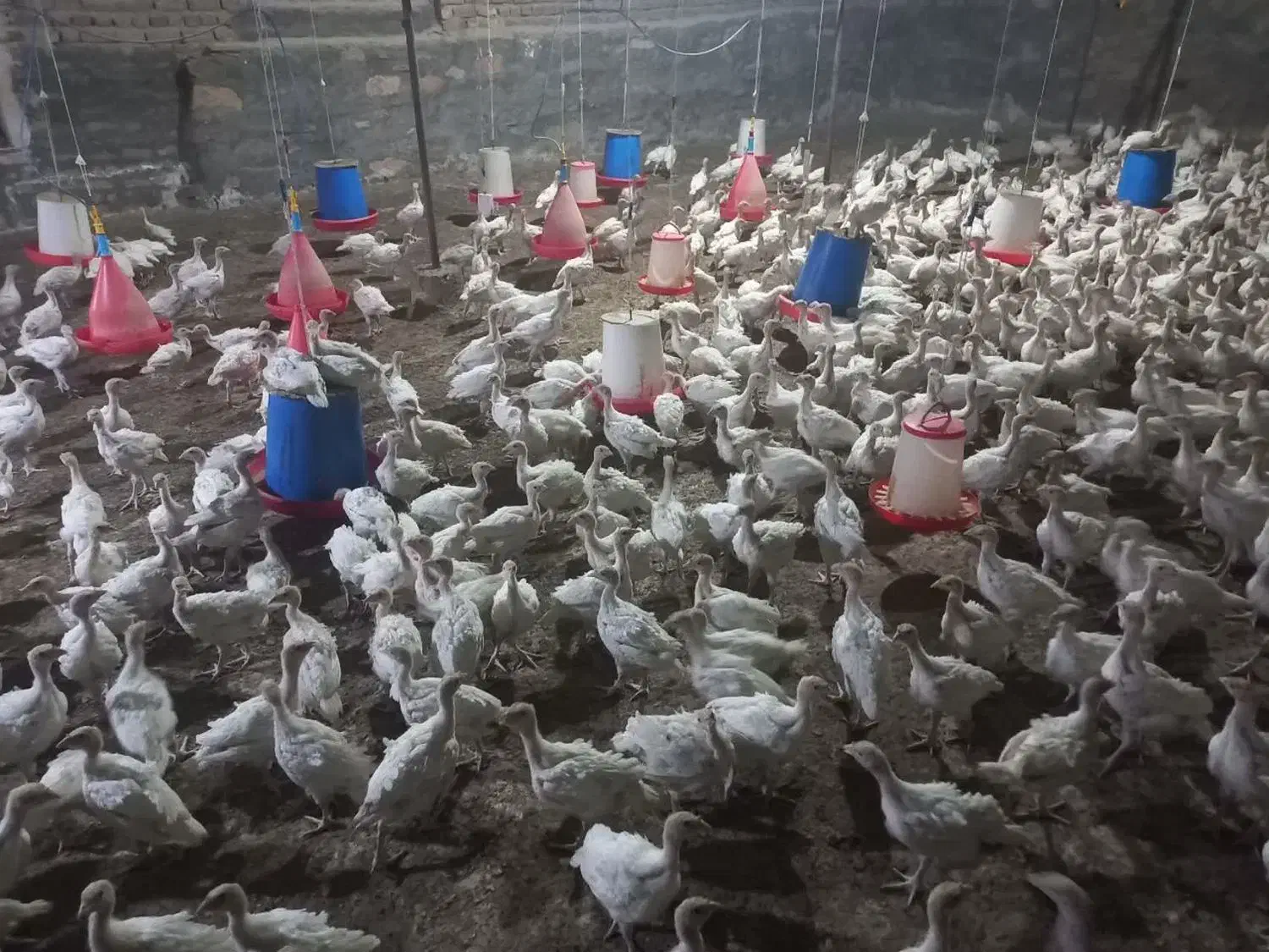 جوجه بوقلمون بیوتی یک کیلو به بالا (خانه طیور)|حیوانات مزرعه|زابل, |دیوار