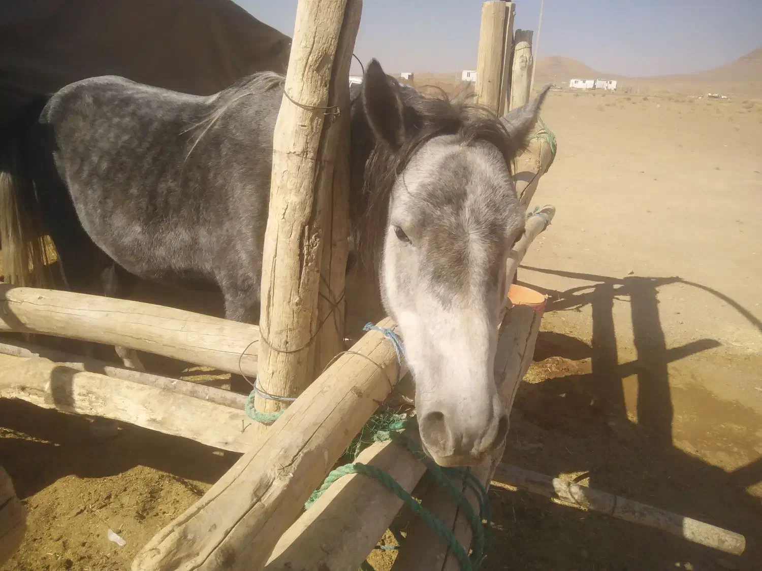 فروش اسب نر سه ساله|اسب و تجهیزات اسبسواری|خمین, |دیوار