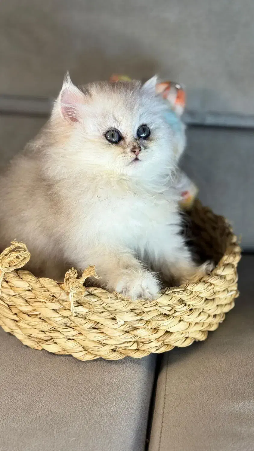 گربه اشرافی|گربه|ایلام, |دیوار