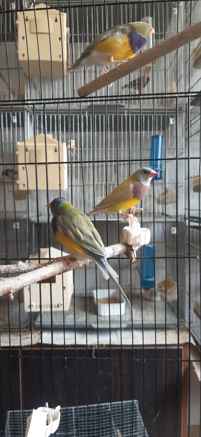 فنچ گلدین زبرا کرواتی بنگالی|پرنده|کرج, ساسانی (قلمستان)|دیوار