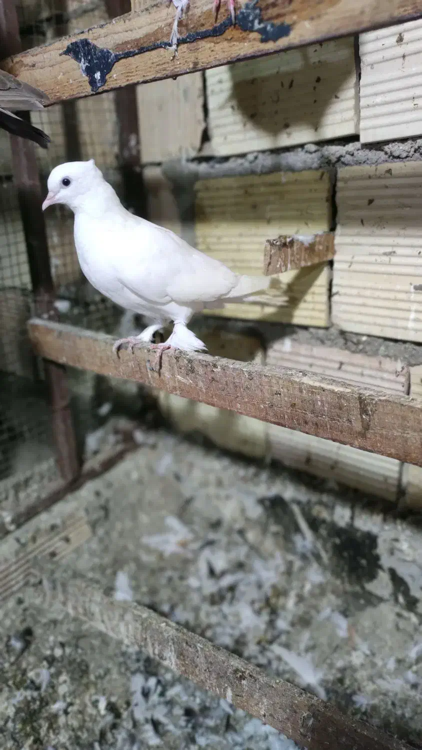 نیستم|پرنده|قشم, |دیوار